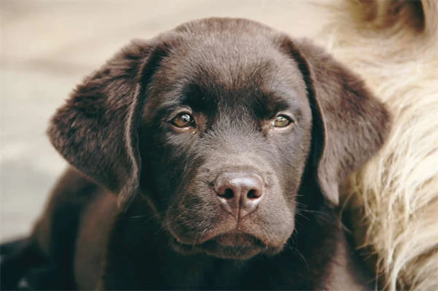 18 Raças de Cães que Adoram Água: Descubra o Seu Companheiro Aquático Ideal