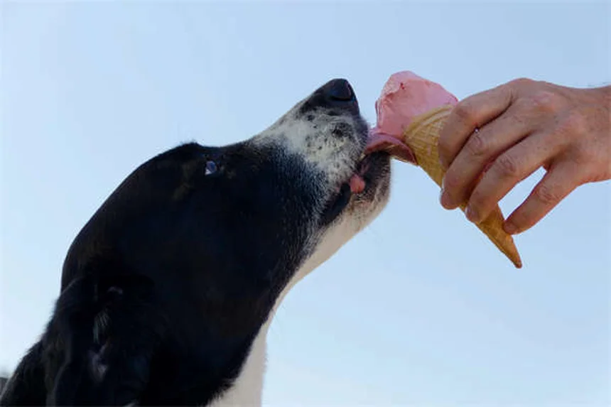 18 Raças de Cães que Adoram Água: Descubra o Seu Companheiro Aquático Ideal