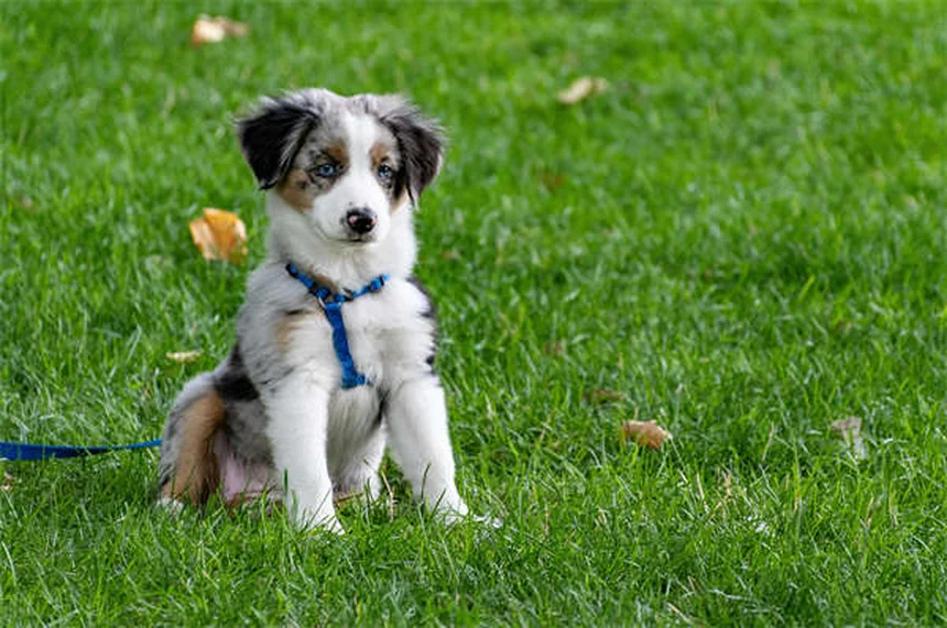 18 Raças de Cães que Adoram Água: Descubra o Seu Companheiro Aquático Ideal