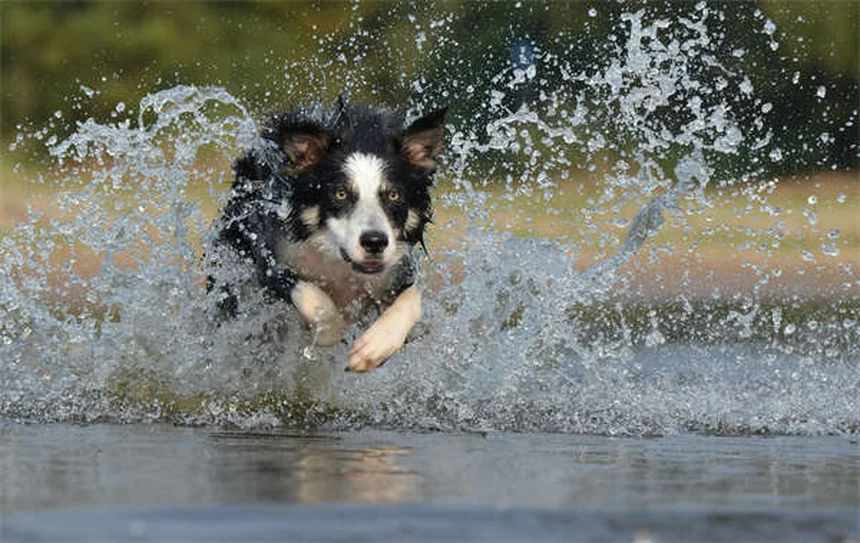 Vacina DHPP para Cães: Guia Completo para Proteger seu Pet
