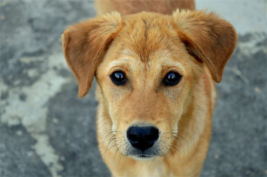 Vacina DHPP para Cães: Guia Completo para Proteger seu Pet