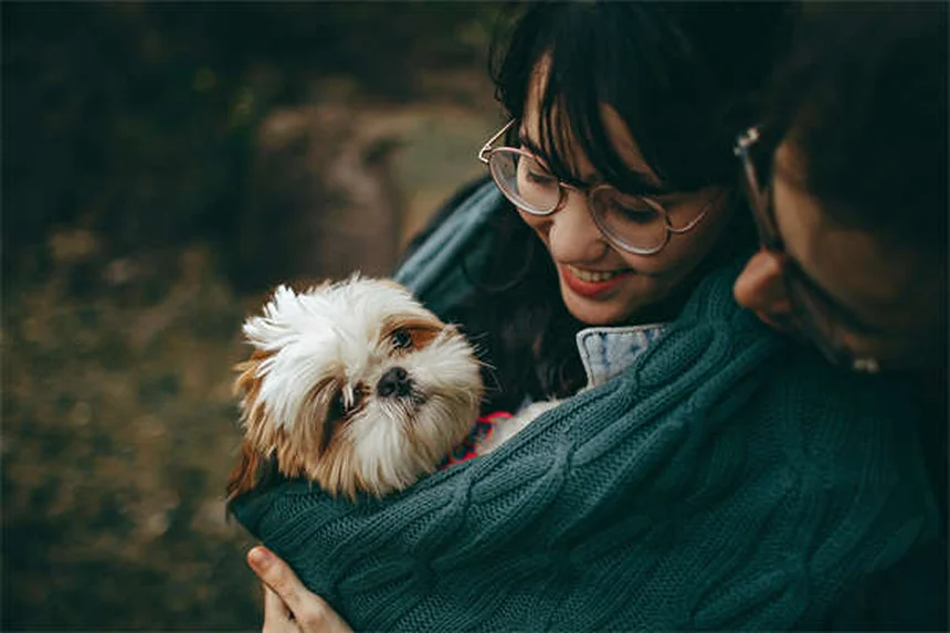 7 Raças de Cães que Parecem Gatos - Perfeitos para Donos de Felinos