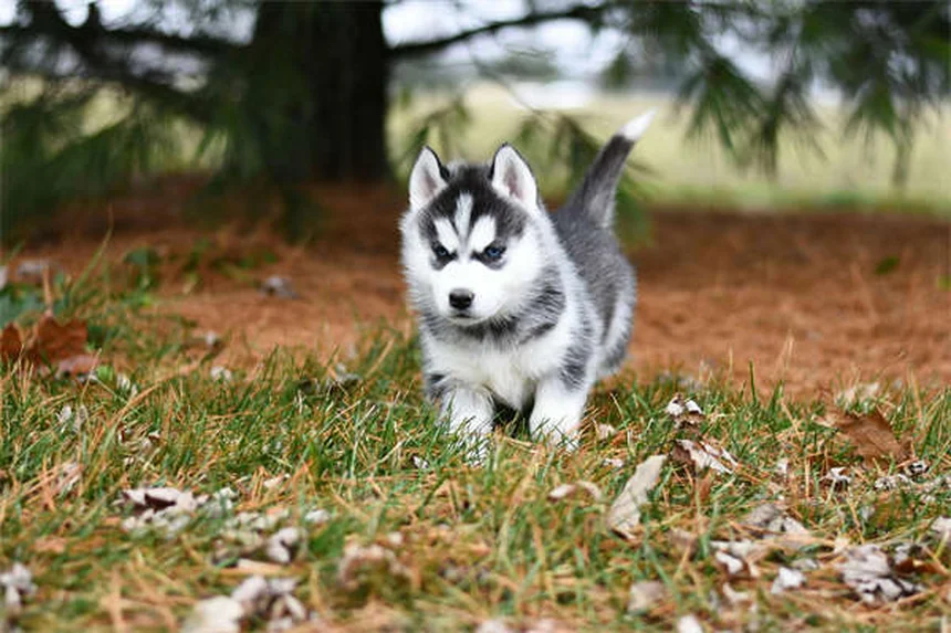 10 Raças de Cães Japoneses Incríveis que Você Precisa Conhecer