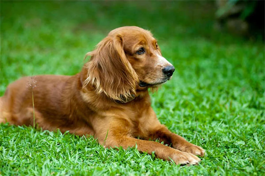 Coelhos como pets: 7 cuidados essenciais que você precisa saber
