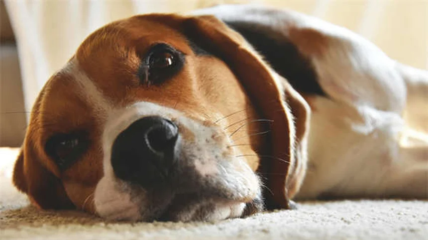 Como Escolher o Melhor Peitoral Anti-Puxão para Seu Cão em 2024