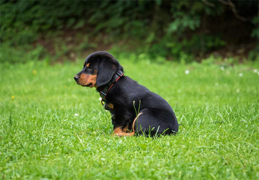 Como Escolher o Melhor Peitoral Anti-Puxão para Seu Cão em 2024