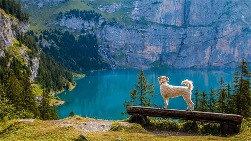 Como aliviar a coceira do seu cão: 5 remédios caseiros que funcionam