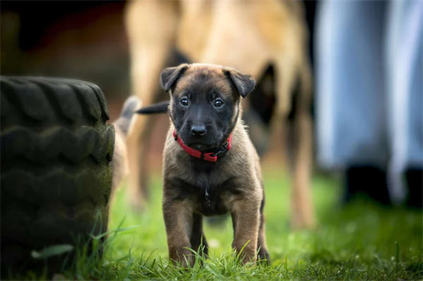 Carnitina para Pets: Tudo o Que Você Precisa Saber Sobre Este Suplemento
