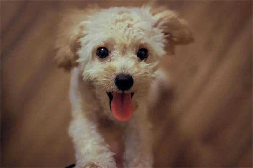 Carnitina para Pets: Tudo o Que Você Precisa Saber Sobre Este Suplemento