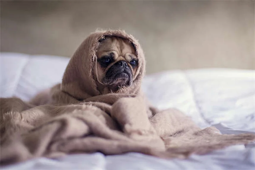 Como Escolher o Tamanho Ideal de Caixa de Transporte para Cães
