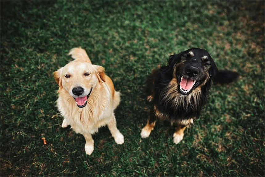 Como Escolher o Tamanho Ideal de Caixa de Transporte para Cães