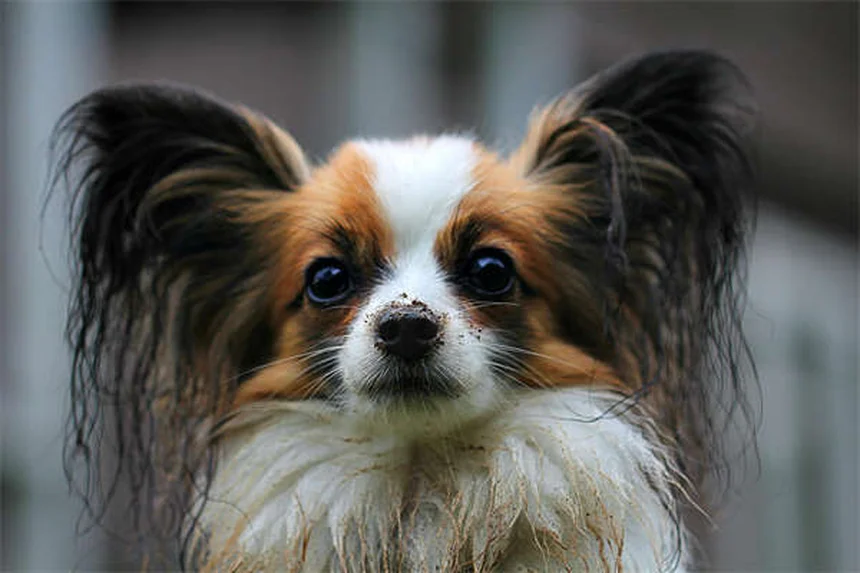 Penicilina para Cães: Guia Completo sobre Uso e Dosagem