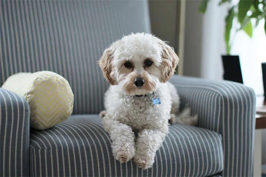 Penicilina para Cães: Guia Completo sobre Uso e Dosagem