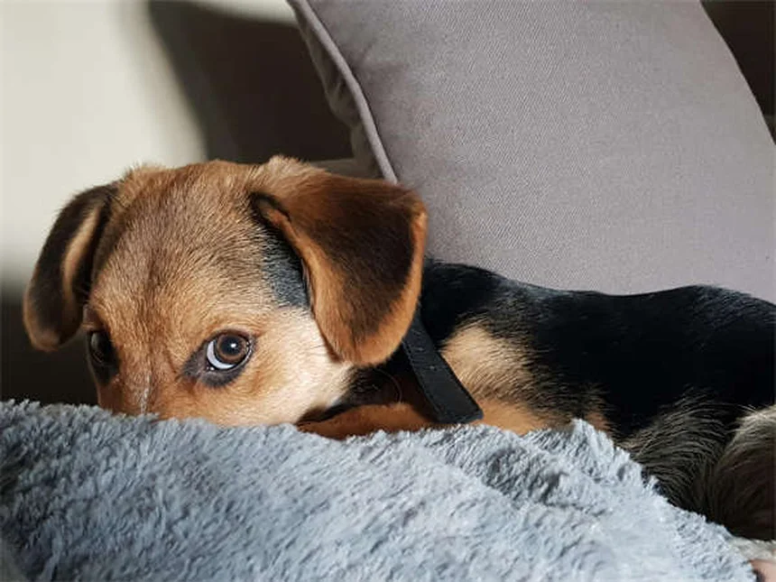 Penicilina para Cães: Guia Completo sobre Uso e Dosagem