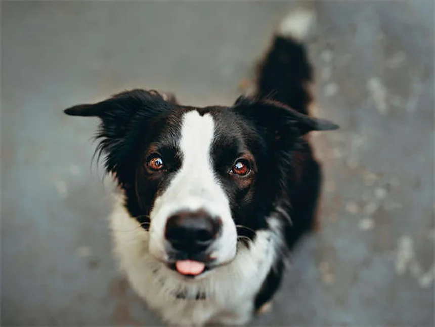 Buprenorfina para Pets: Tudo o que Você Precisa Saber