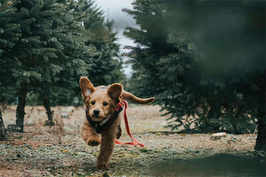 Buprenorfina para Pets: Tudo o que Você Precisa Saber