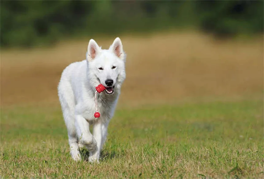 Tresaderm® para Pets: Como Funciona e Quando Usar