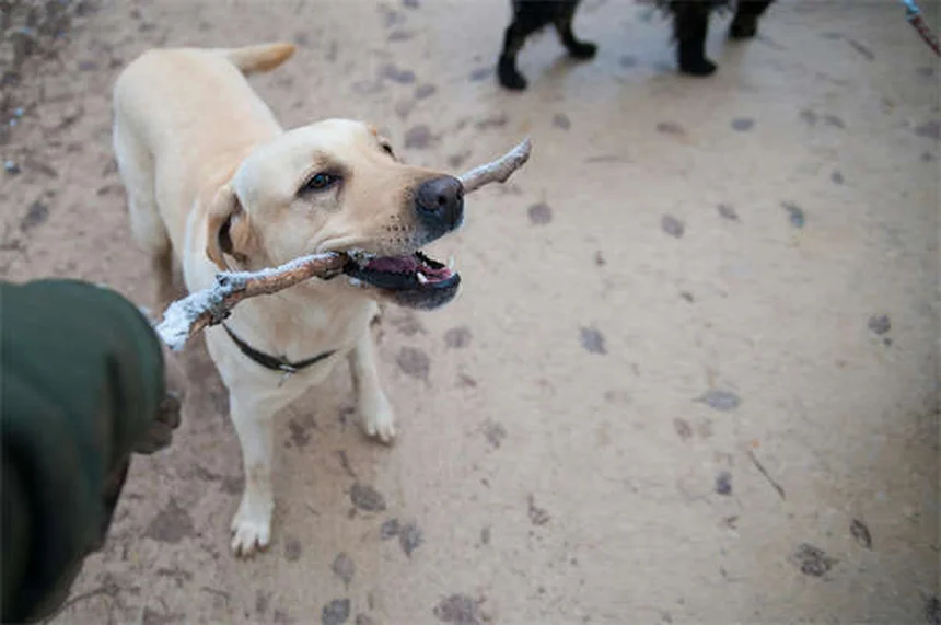 5 Dicas Essenciais para Caminhar com Seu Cão em Segurança