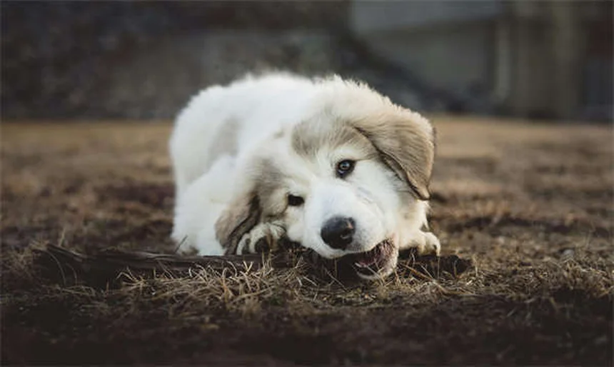 5 Dicas Essenciais para Caminhar com Seu Cão em Segurança