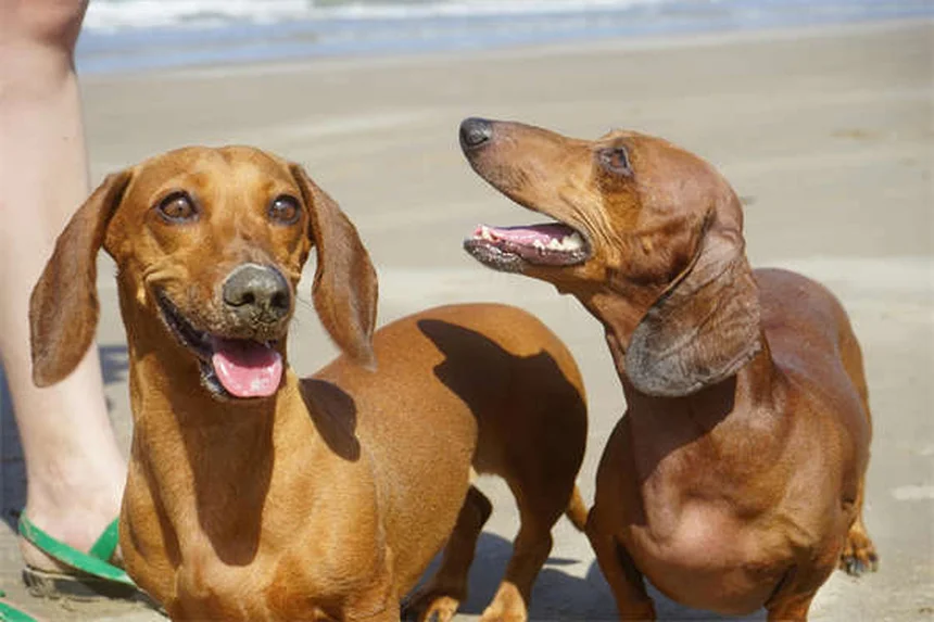 Exercício para Pets com Câncer: Guia Completo para Tutores