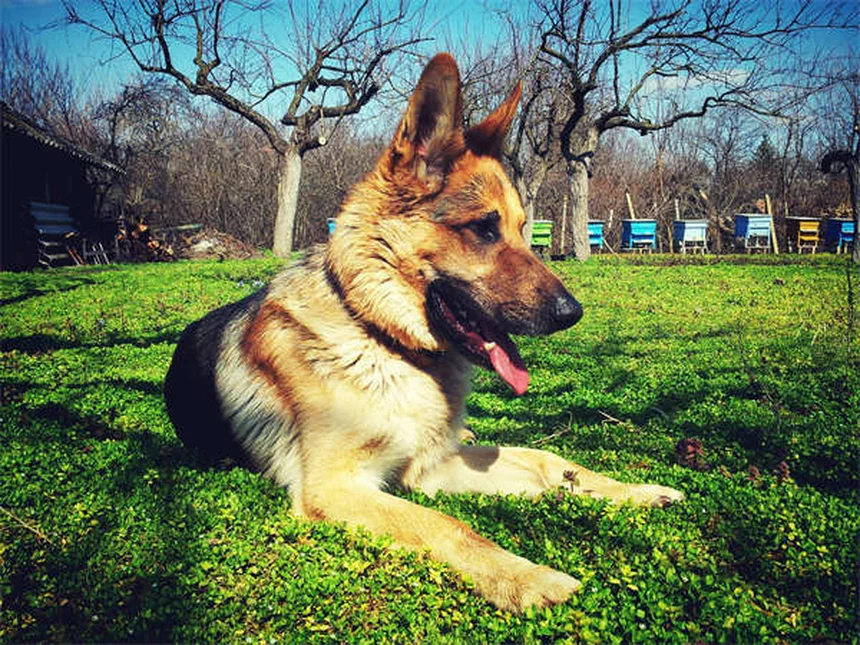 Reforço Positivo para Cães: Como Funciona e Dicas Práticas
