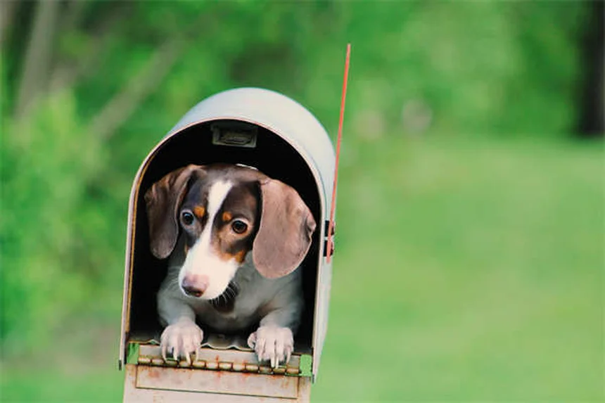 Reforço Positivo para Cães: Como Funciona e Dicas Práticas