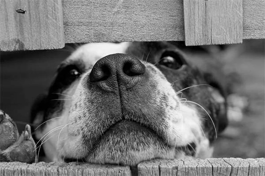 Raças de Cães Irlandeses: 8 Tipos Incríveis para Sua Família