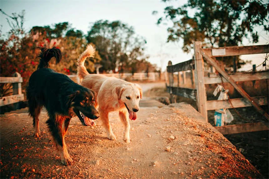 Raças de Cães Irlandeses: 8 Tipos Incríveis para Sua Família