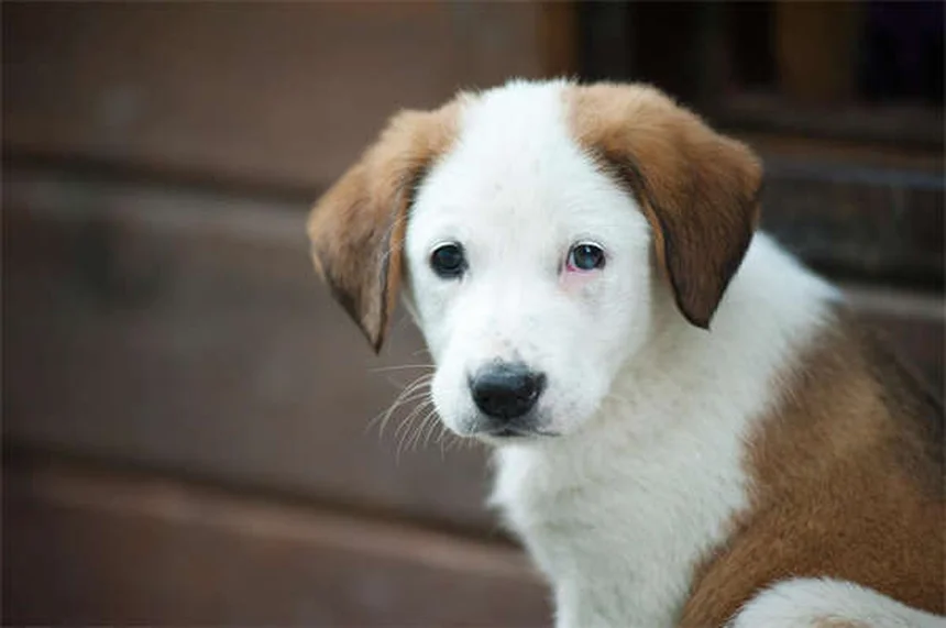 Por que meu gato está com mau cheiro? 5 causas e soluções