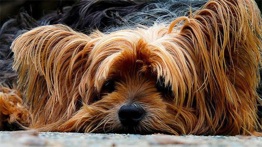Como Proteger Seu Pet Durante Tempestades: 5 Dicas Essenciais