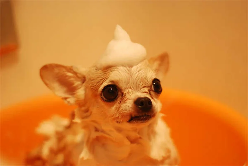 Por que meu cachorro me ignora? 7 motivos e soluções práticas