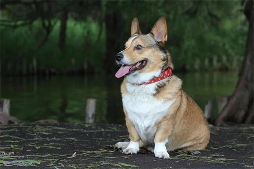Fenbendazol para Cães e Gatos: Tudo o que Você Precisa Saber