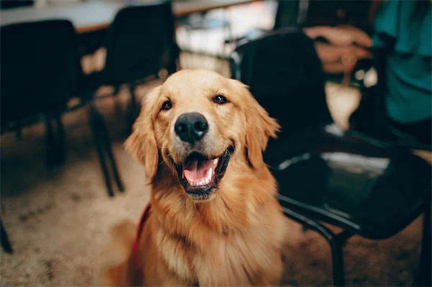 Fenbendazol para Cães e Gatos: Tudo o que Você Precisa Saber