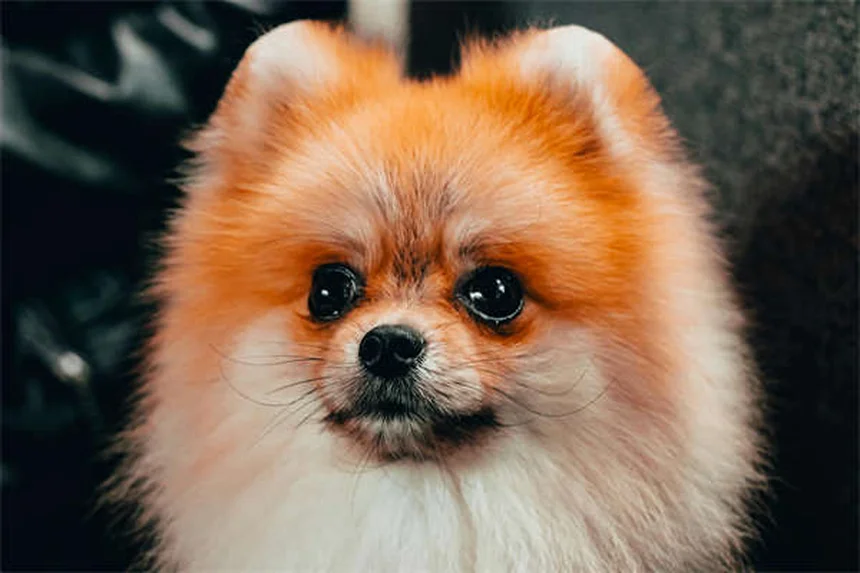 Raça de cão define comportamento? Descubra a verdade!