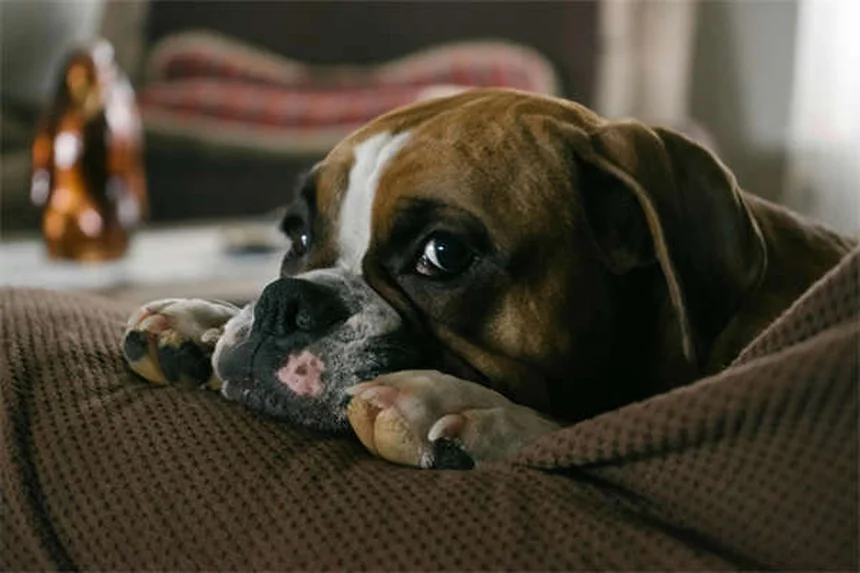 Raça de cão define comportamento? Descubra a verdade!