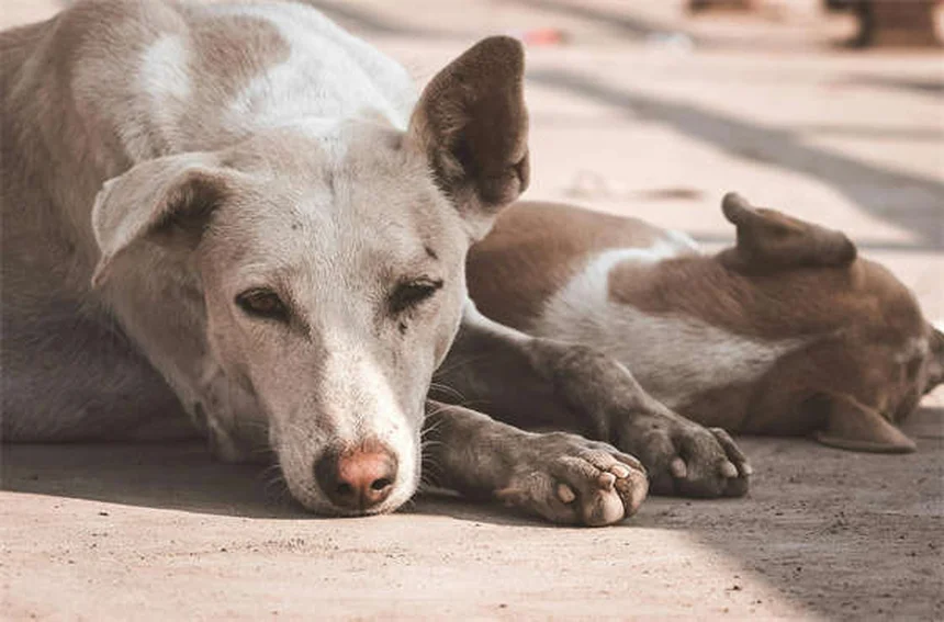 Hematomas em Cães: Como Identificar e Quando se Preocupar