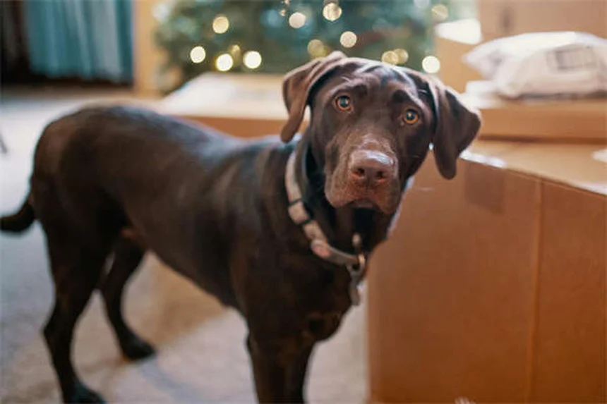 Como Proteger a Árvore de Natal do Seu Cão: 7 Dicas Infalíveis
